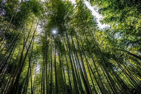  A Maravilha Escondida de Yichun: Desvendando os Segredos da Floresta de Bambu de Yifeng