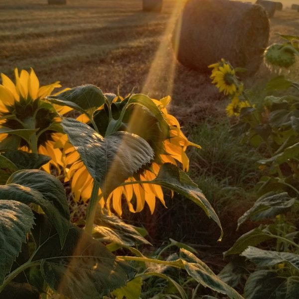 IMG_20230823_061135855_HDR